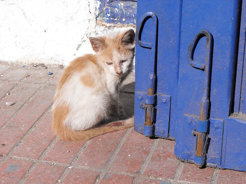 Kitten-Street.jpg