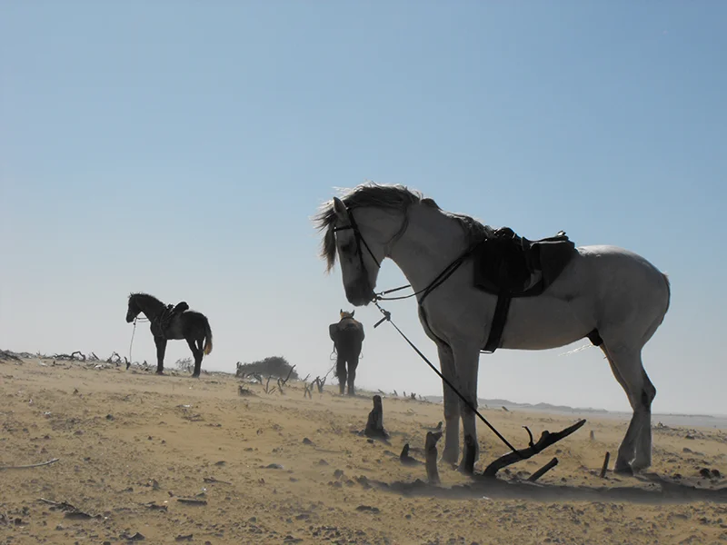 Arabain-Horses-Color.jpg