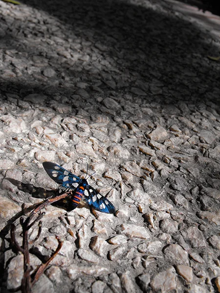 Alien-Insect.jpg