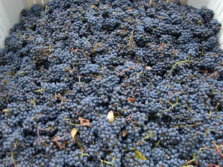 harvest_twenty_ten_073_720_540_c1.jpg