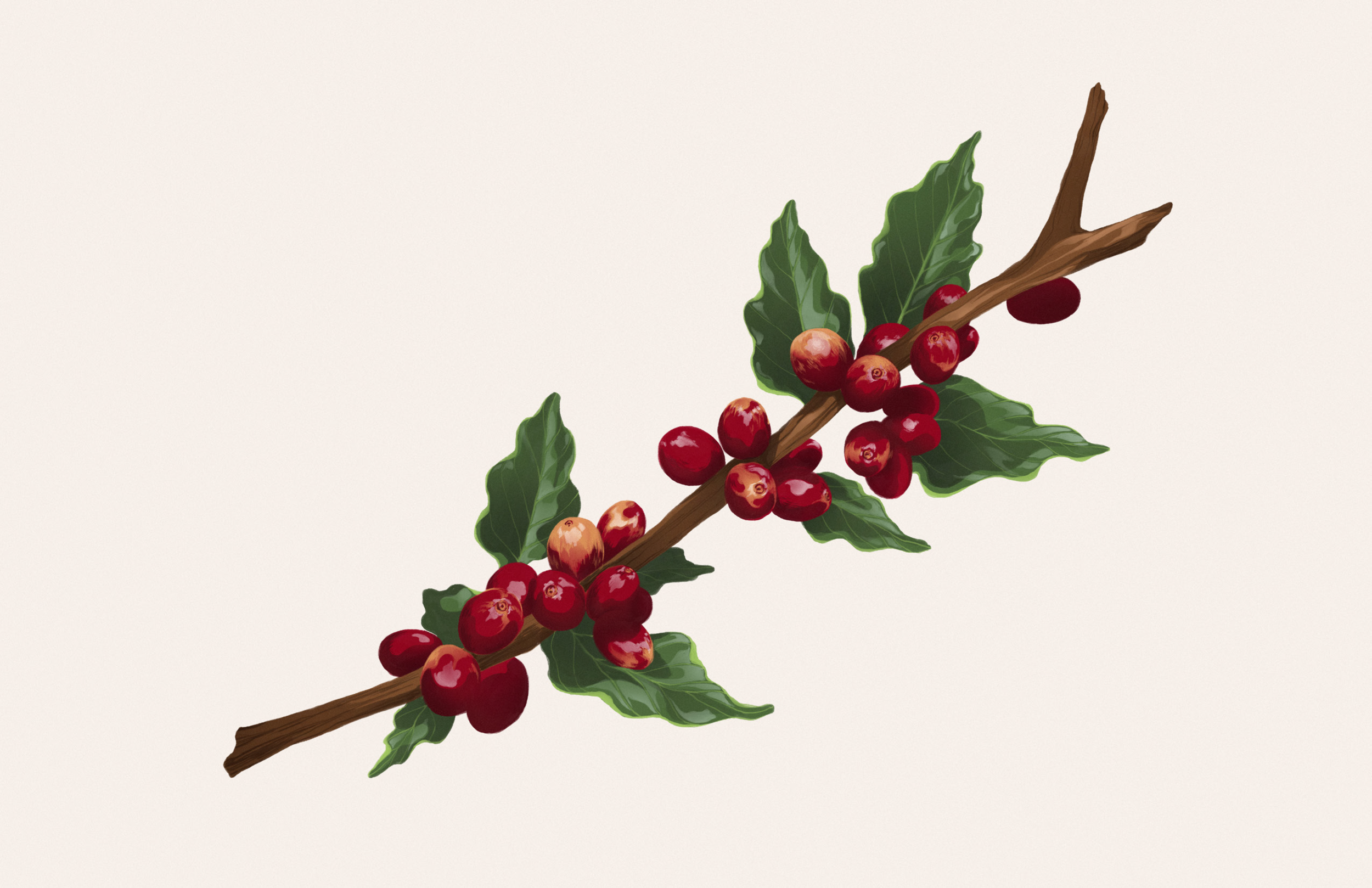 MDF Misc Coffee 3.png