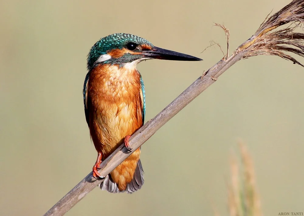 Aron100914_15_Kingfisher.jpg