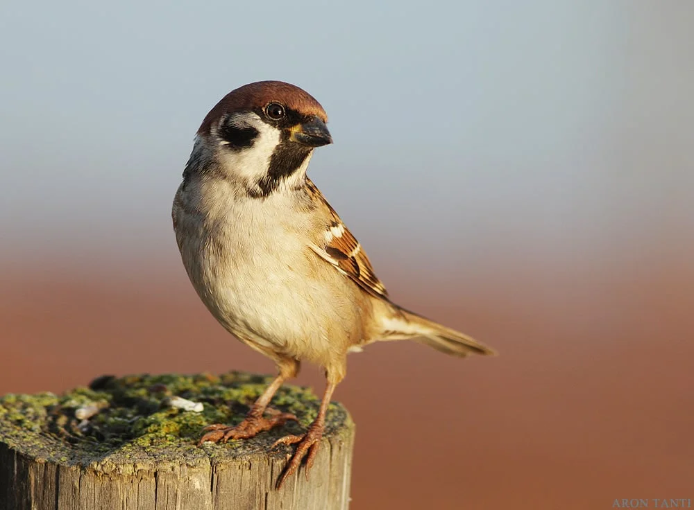 AT_181014_06_TreeSparrow.jpg