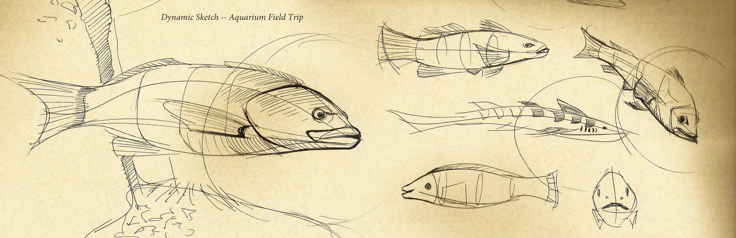 dynamic sketch2.jpg