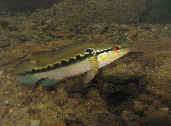 An adult pike cichlid. Photo courtesy of Paul Bentzen.