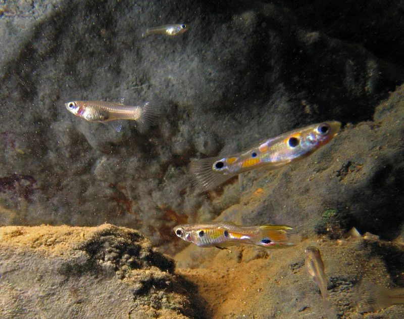 Male and female guppies. Photo courtesy of Paul Bentzen.