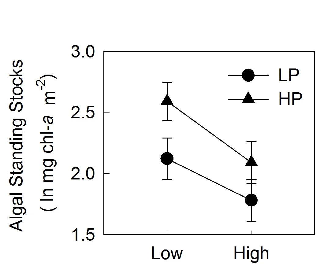 Standing stocks of algae in mesocosms with either low predation (LP) or high predation (HP) phenotype guppies at low and high densities. Image from Bassar et al. 2010. PNAS.