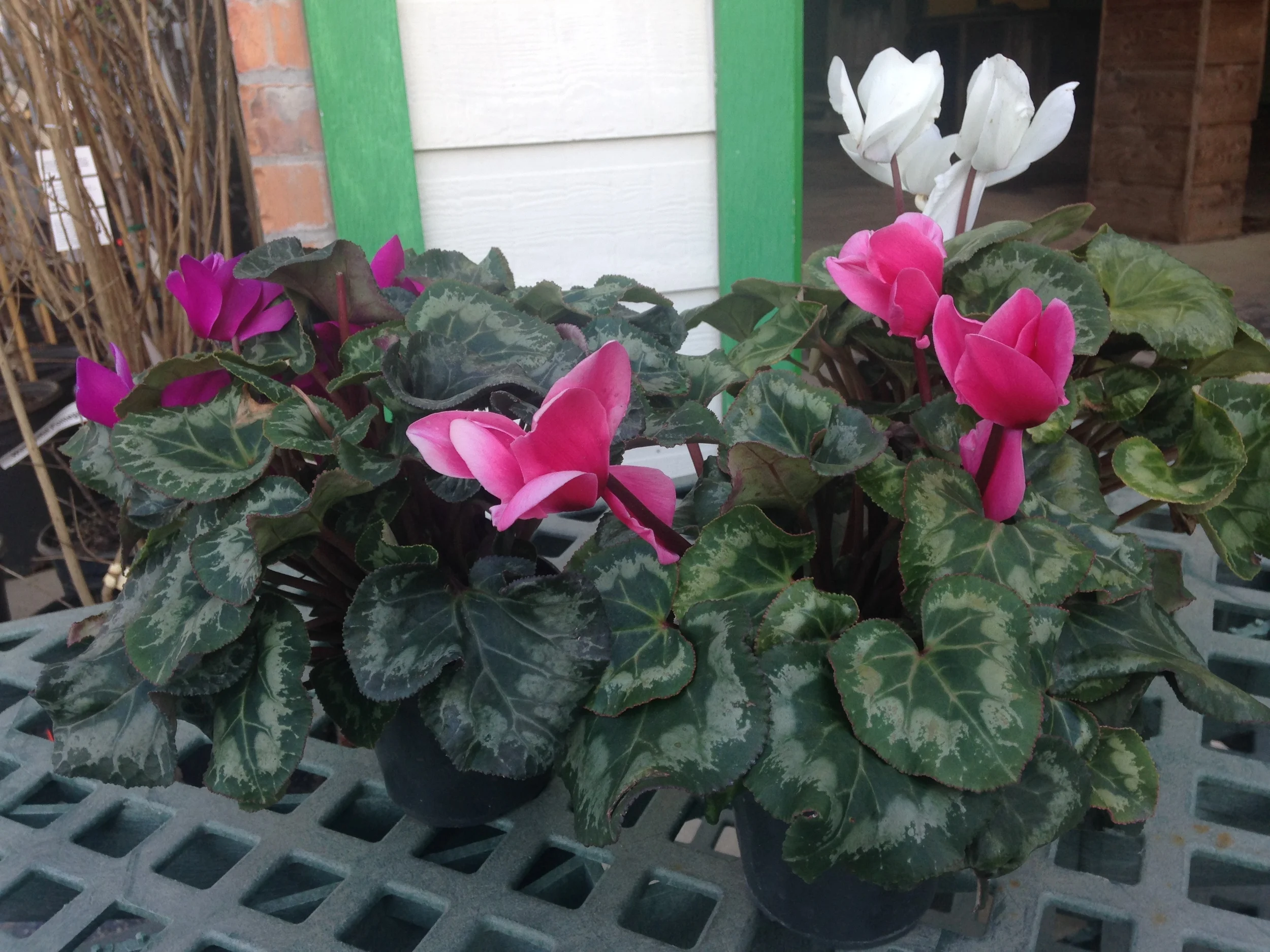 Cyclamen