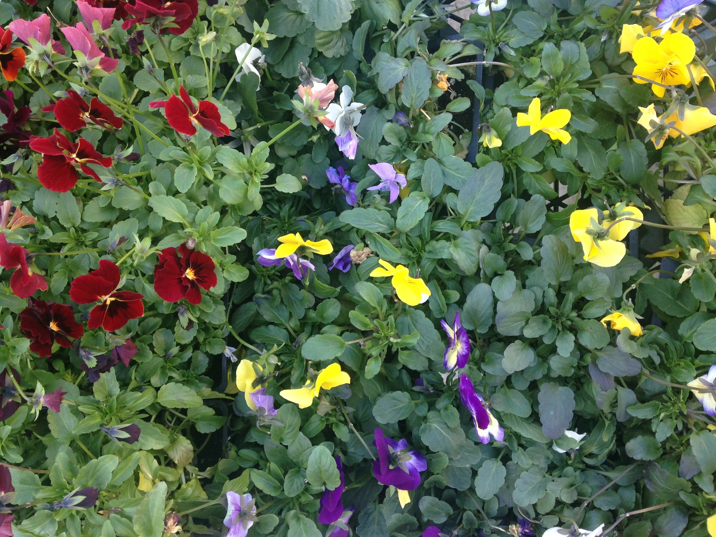 Pansies