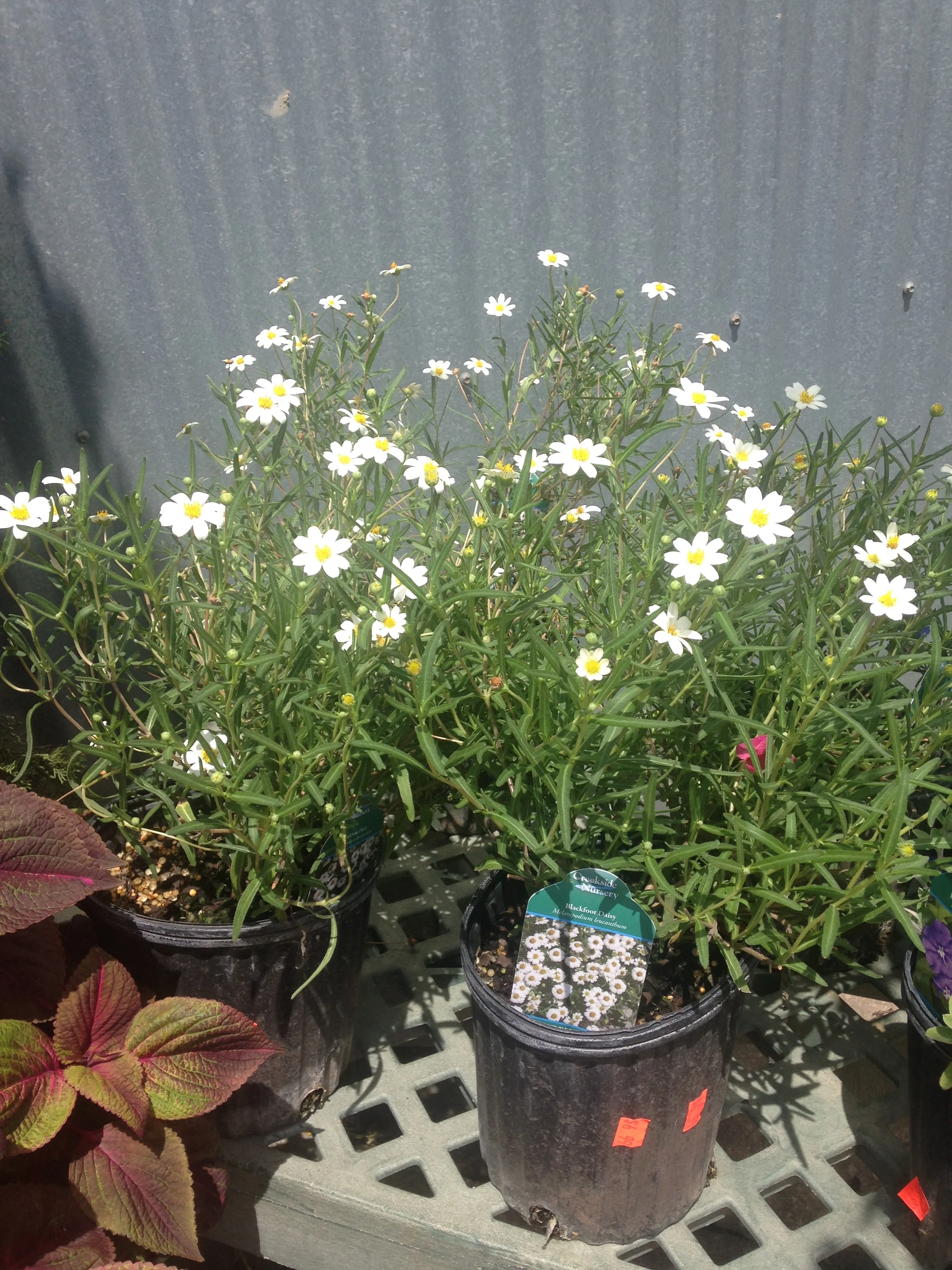 Black Foot Daisy
