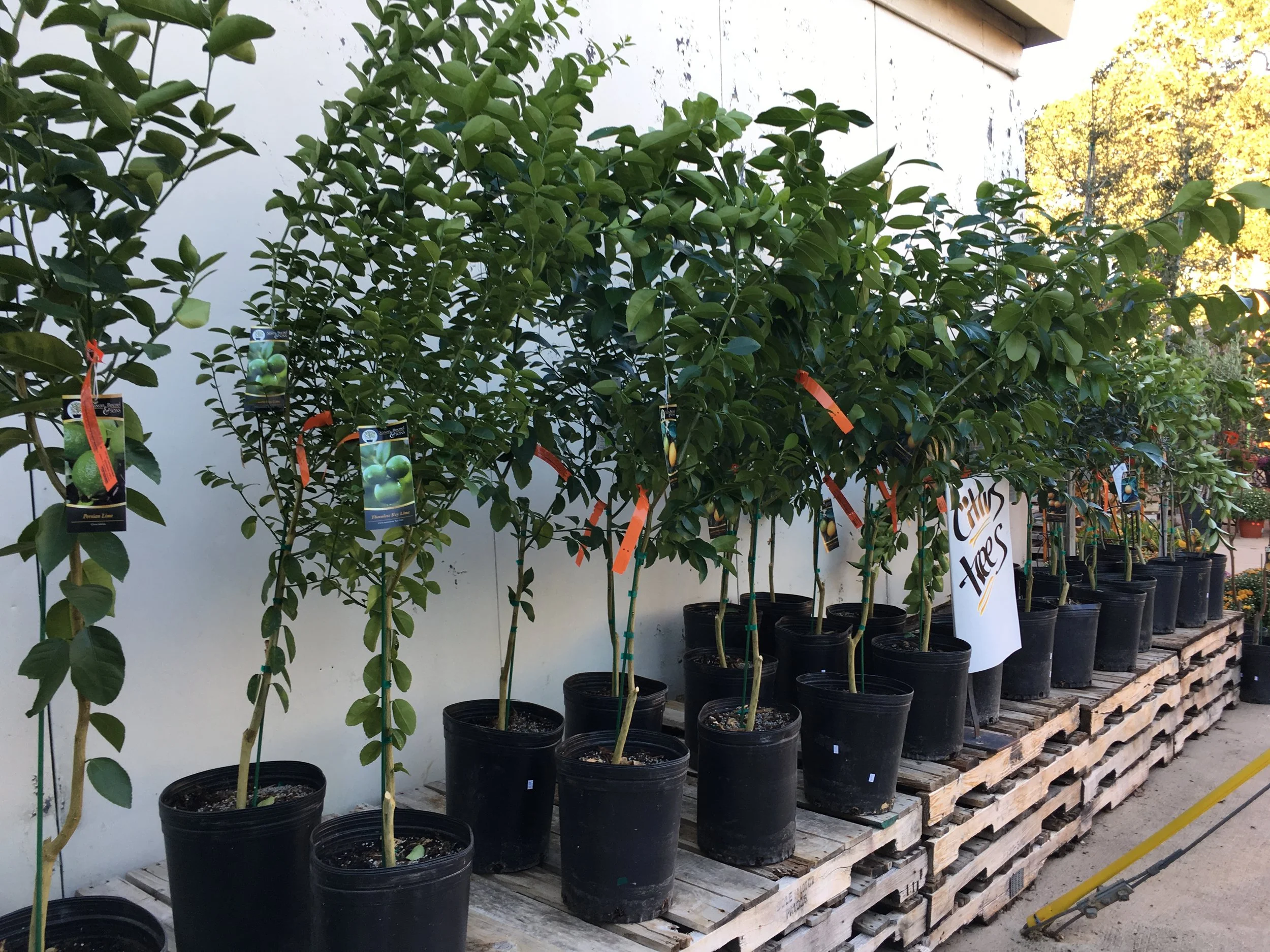 Citrus Trees