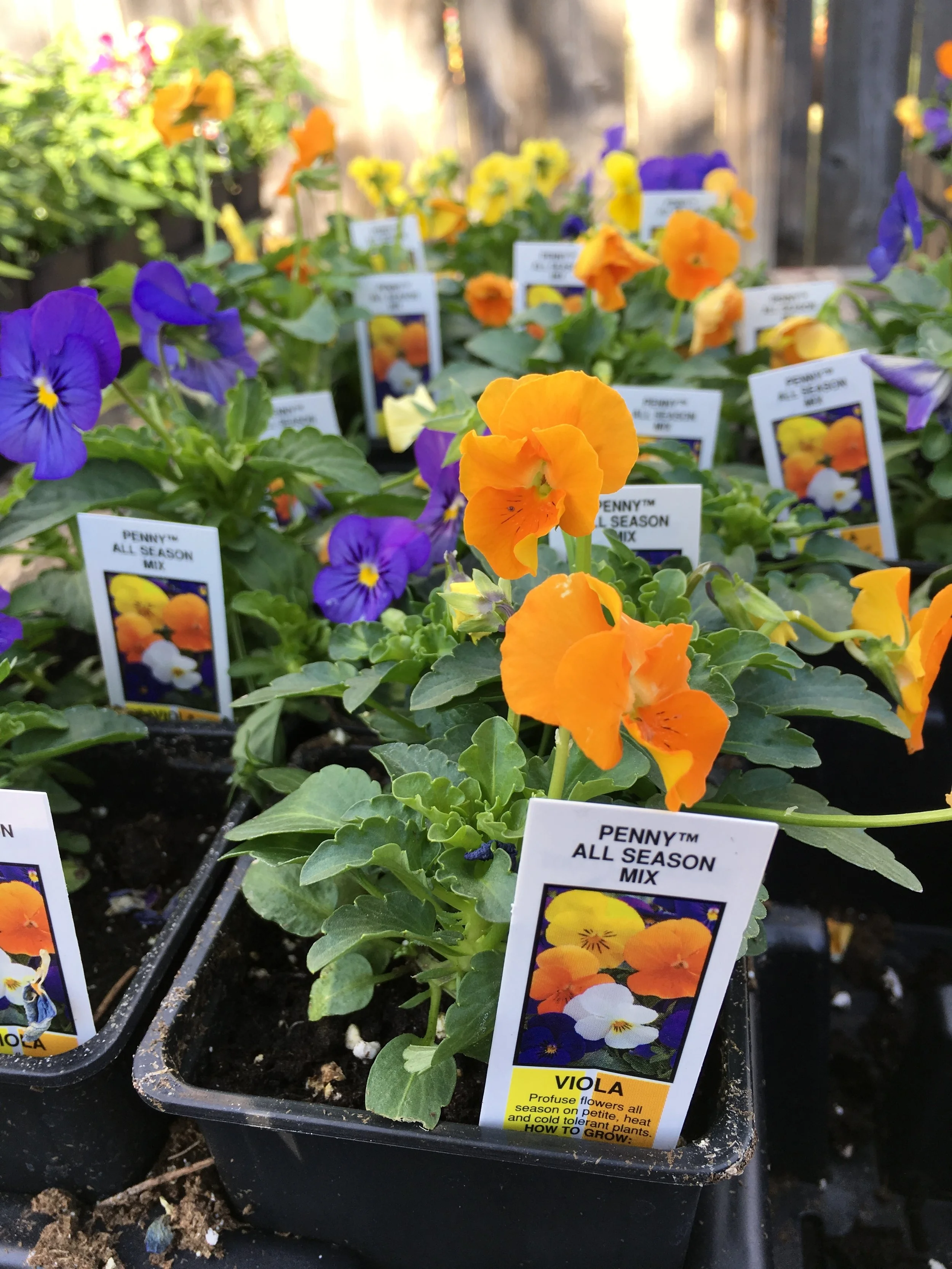 Violas