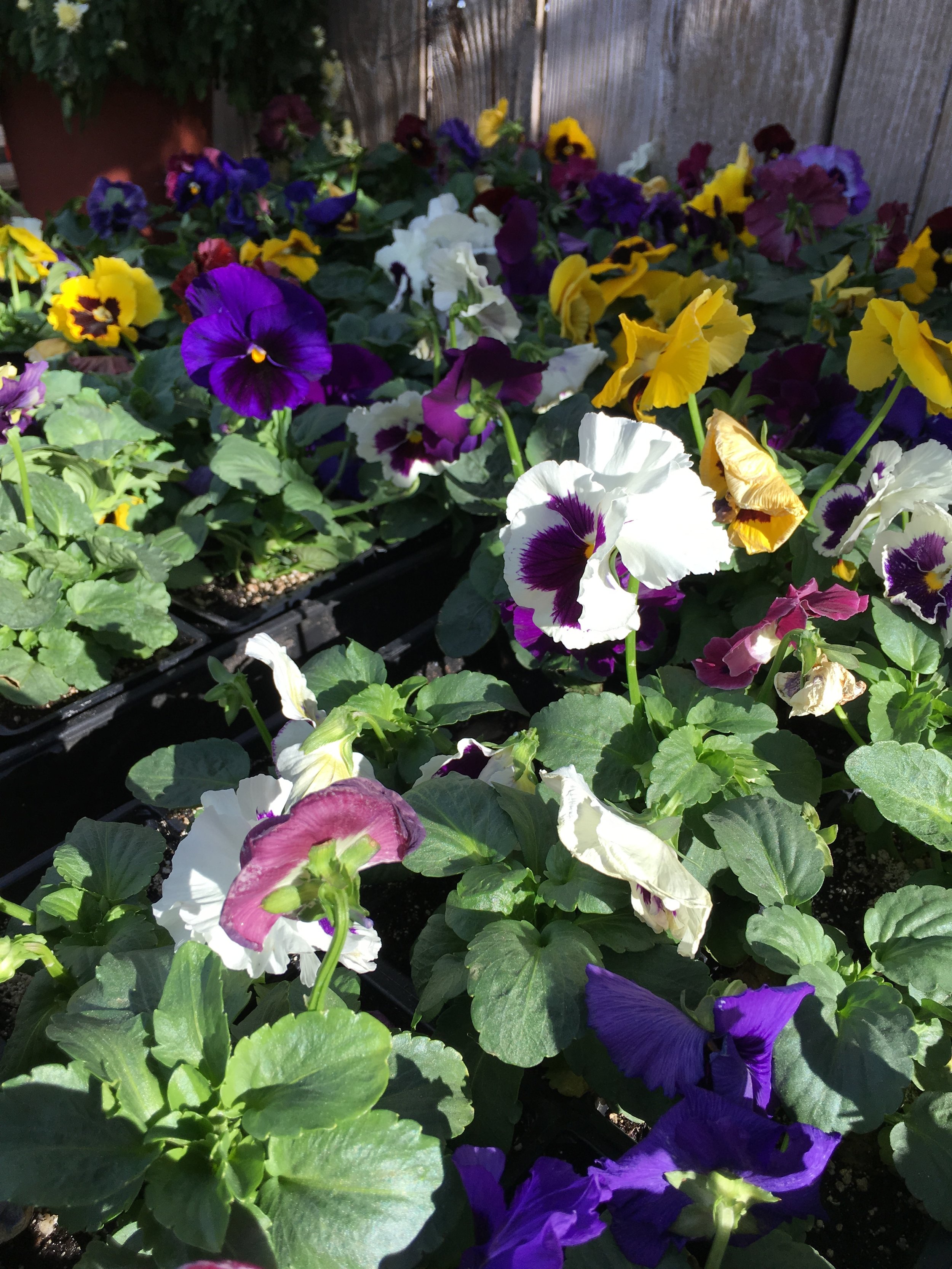 Pansies