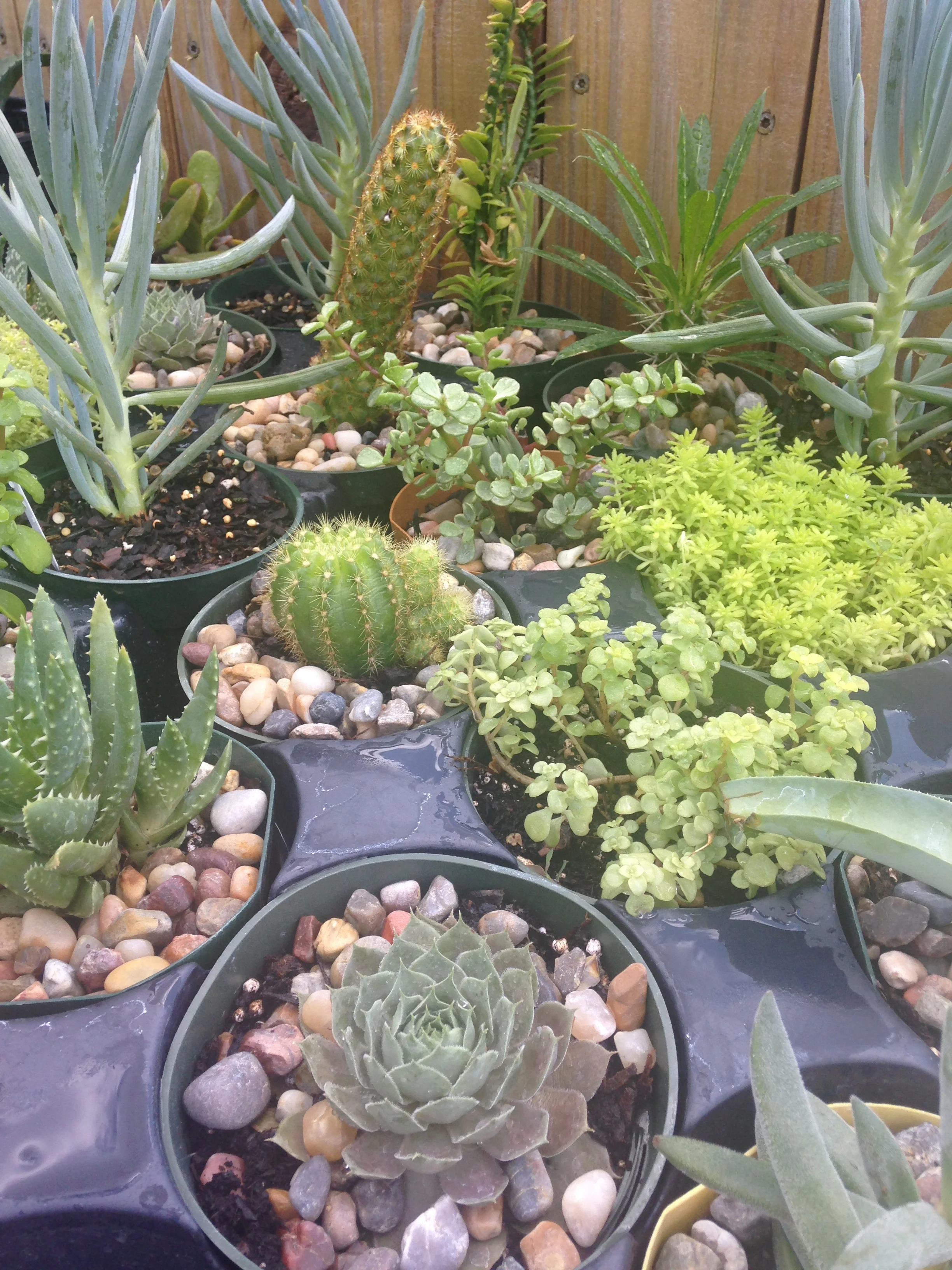 Succulents