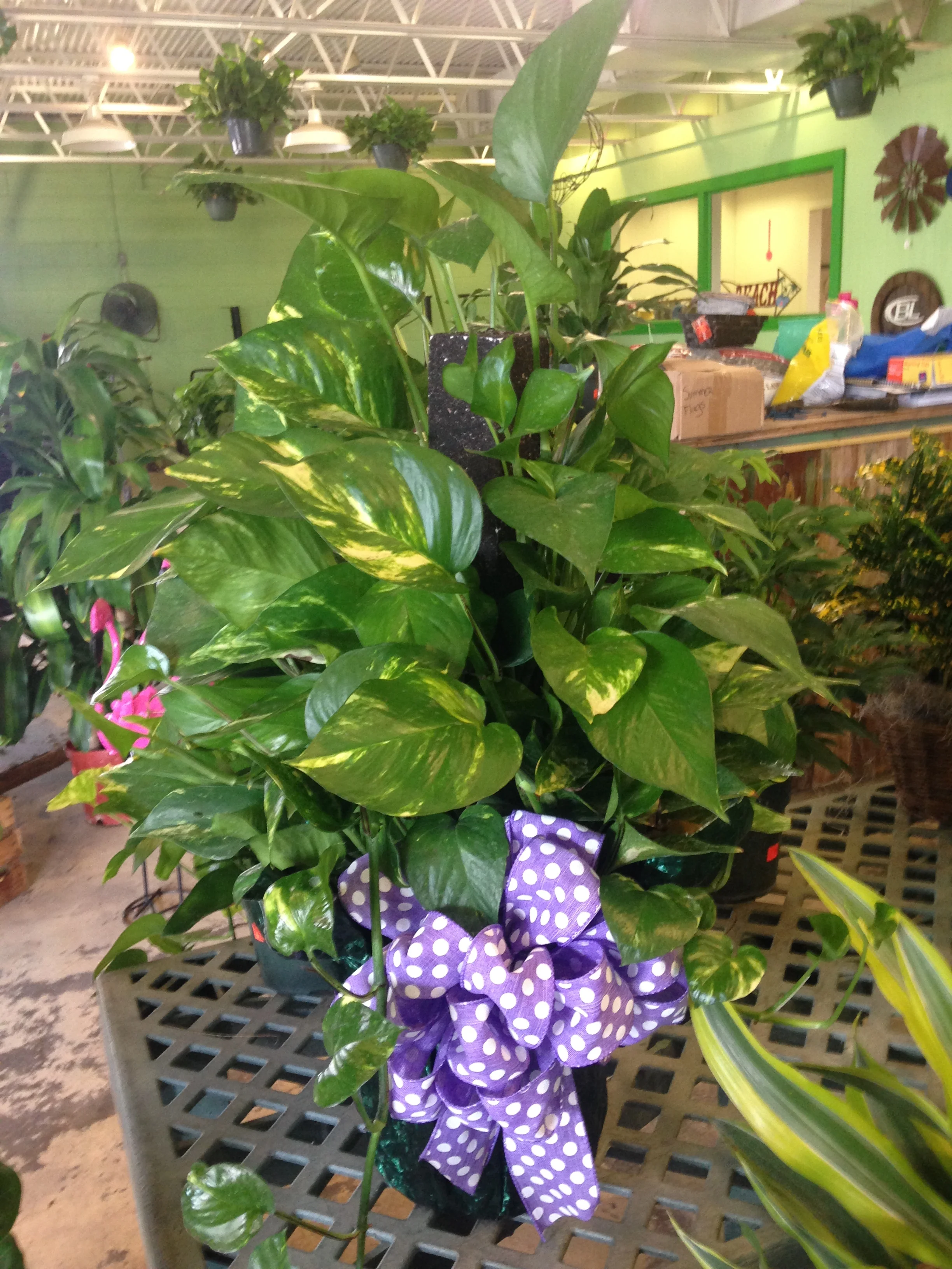 Dressed Plants