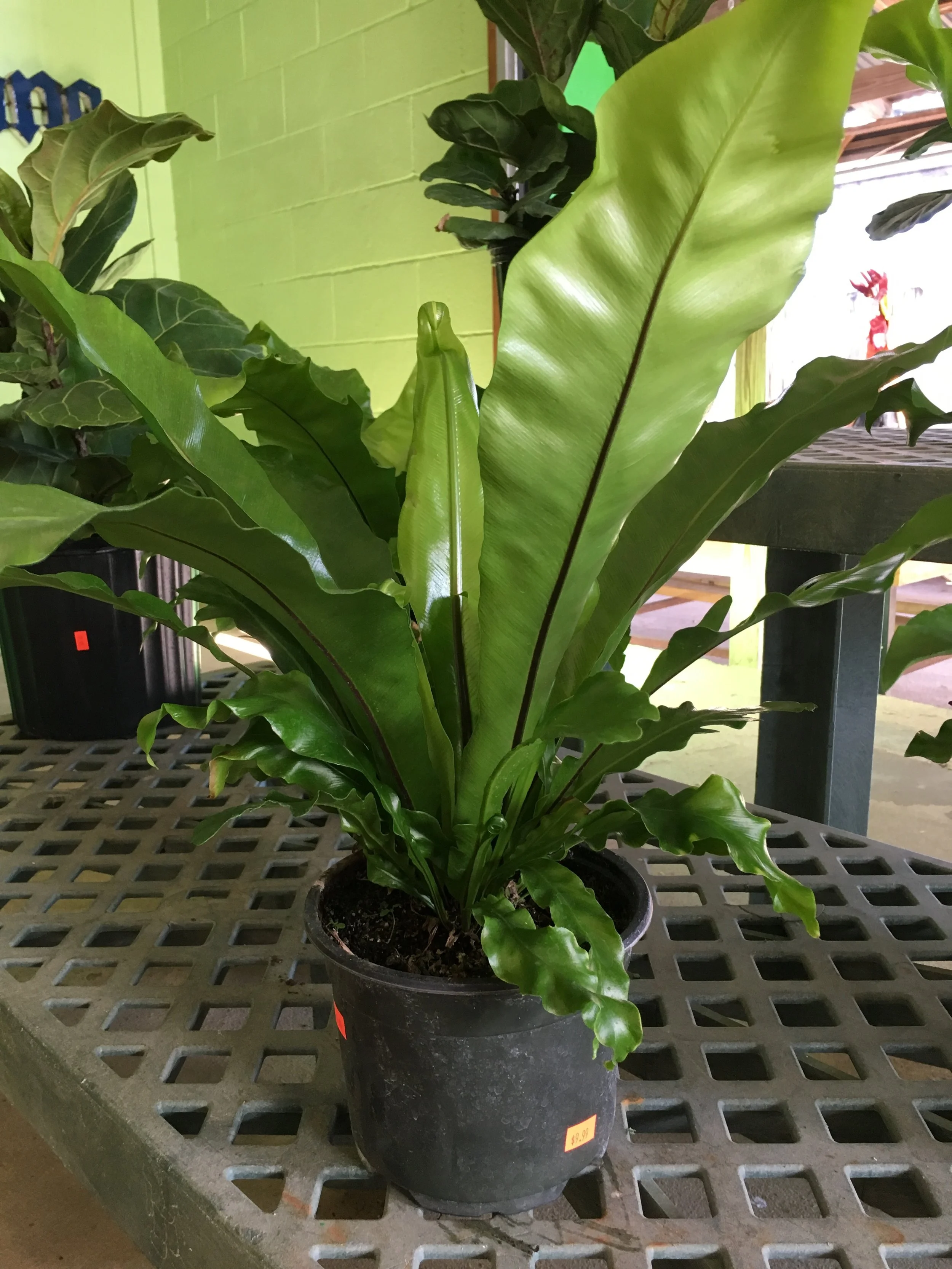 Houseplants