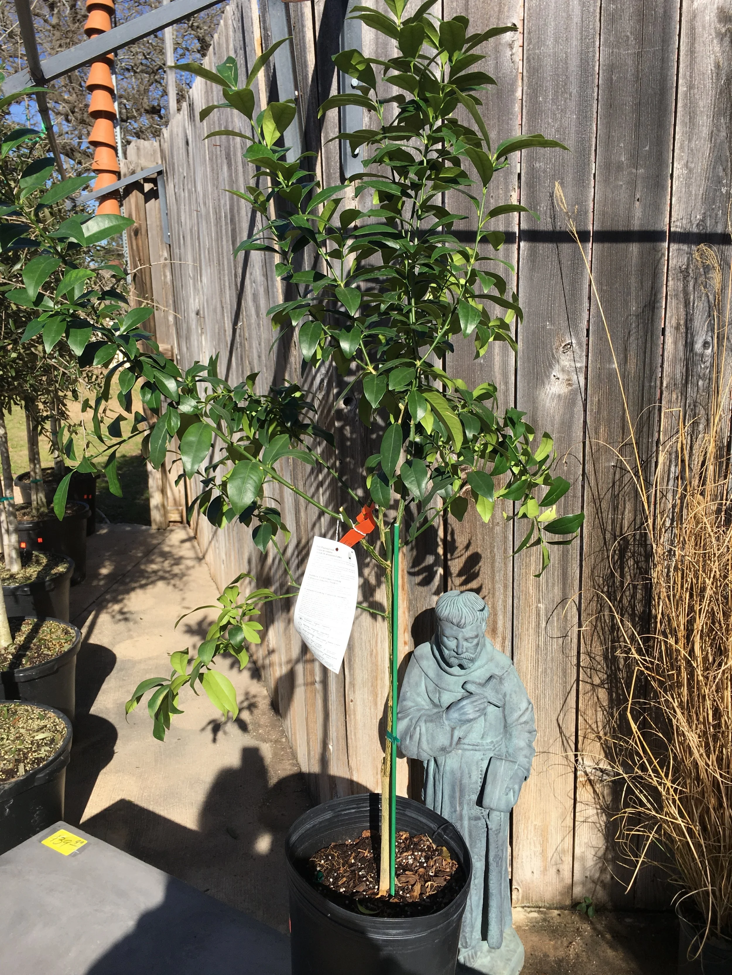 Citrus Trees