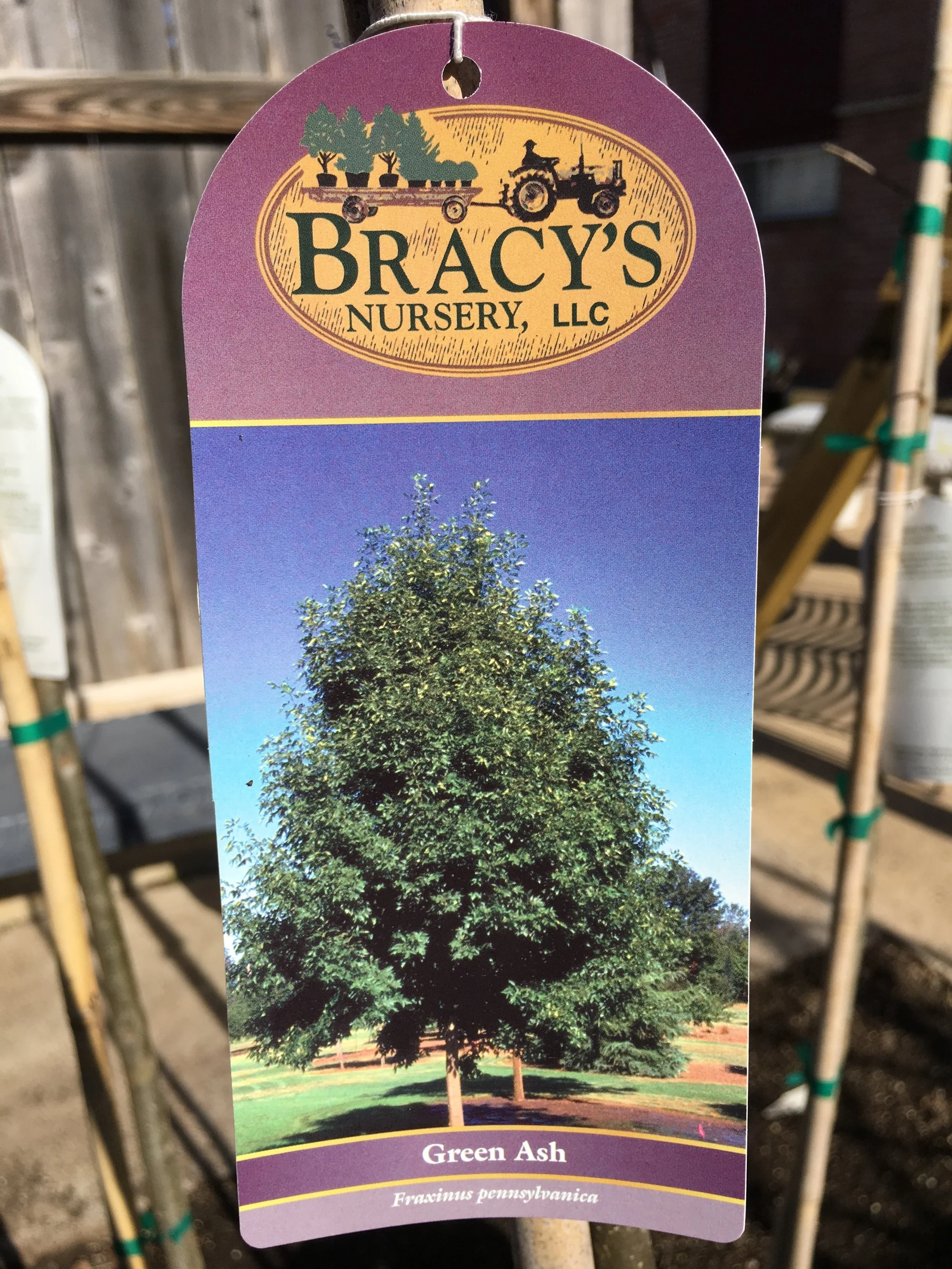 Green Ash