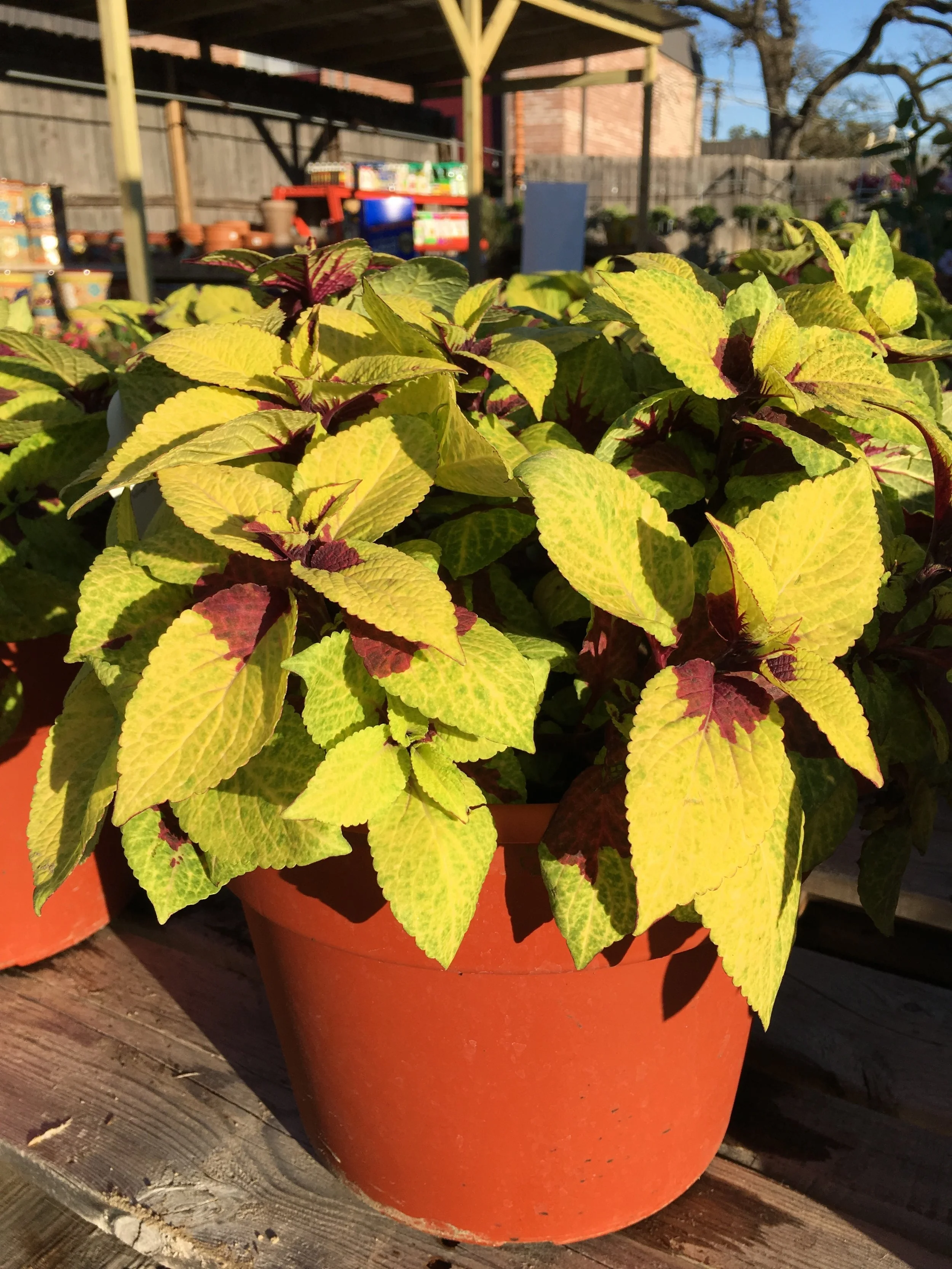 Coleus, Instant Color!