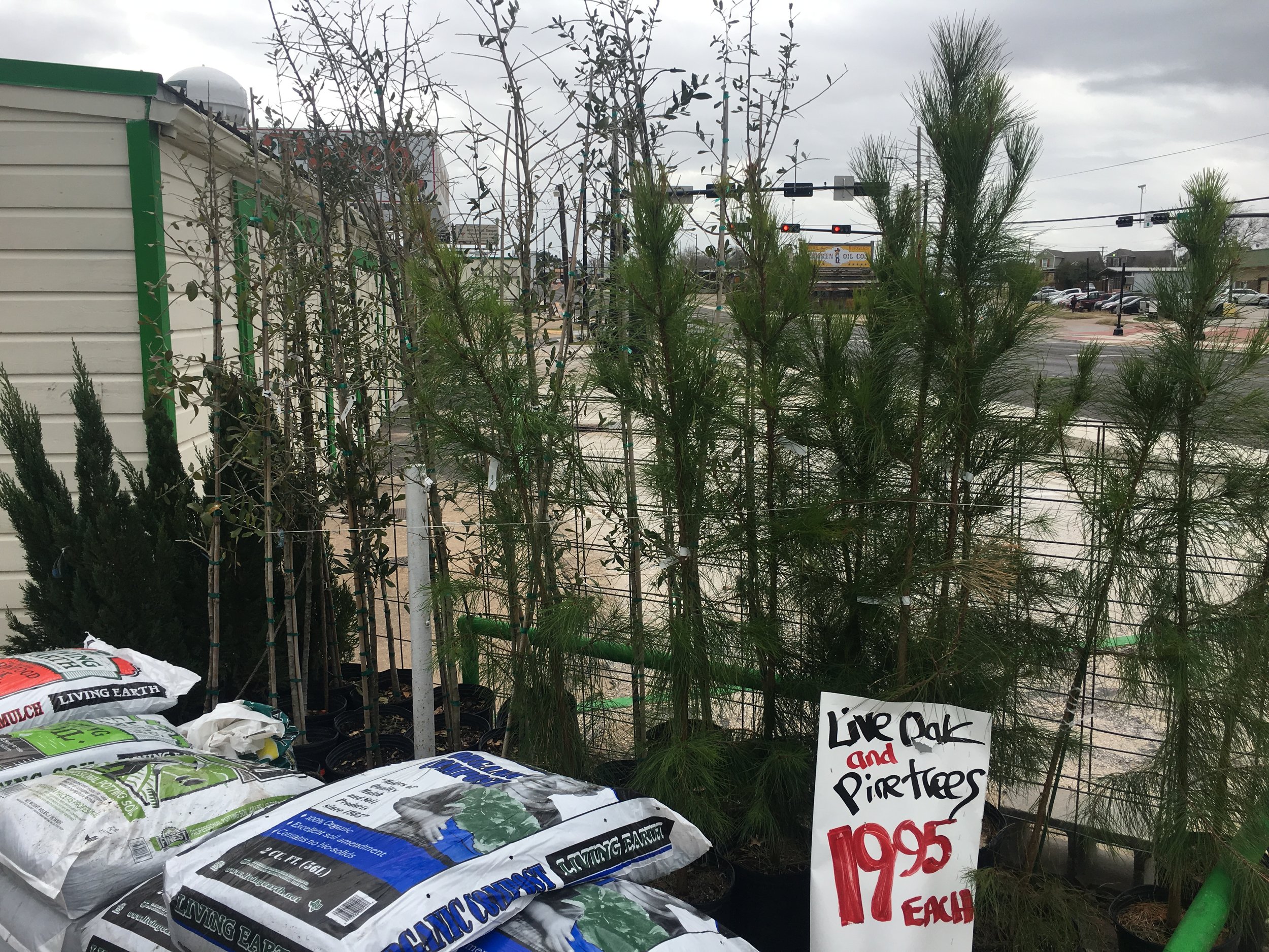 Live Oaks and Pine Trees