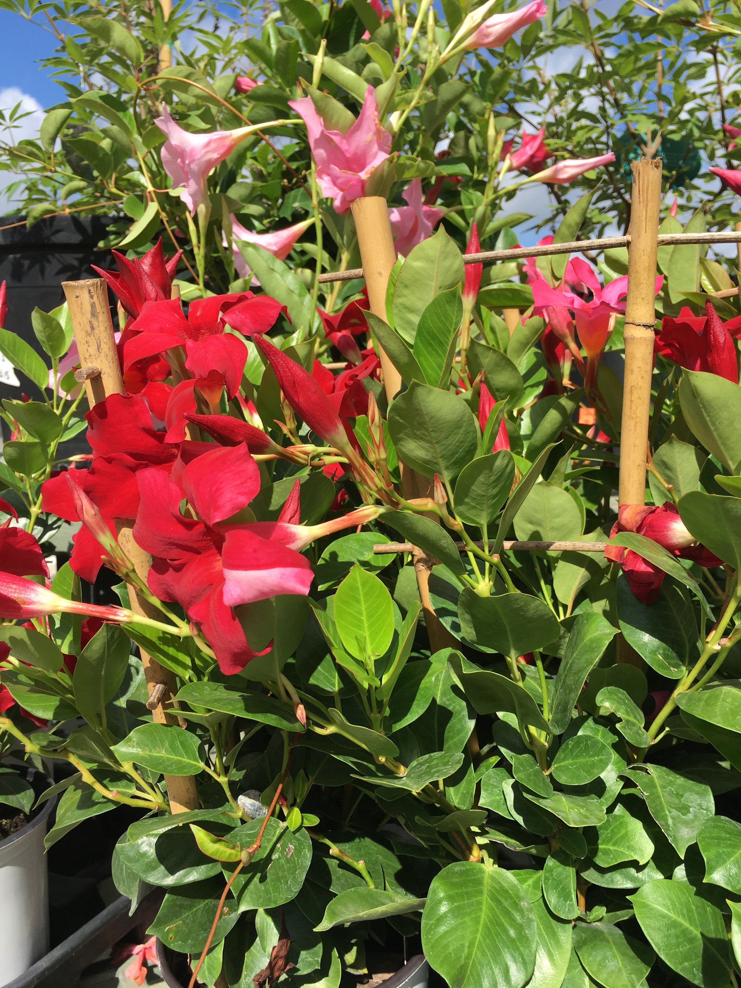  This tropical mandevilla is so happy here in the Brazos Valley. Find a spot for it to climb and let it go! 