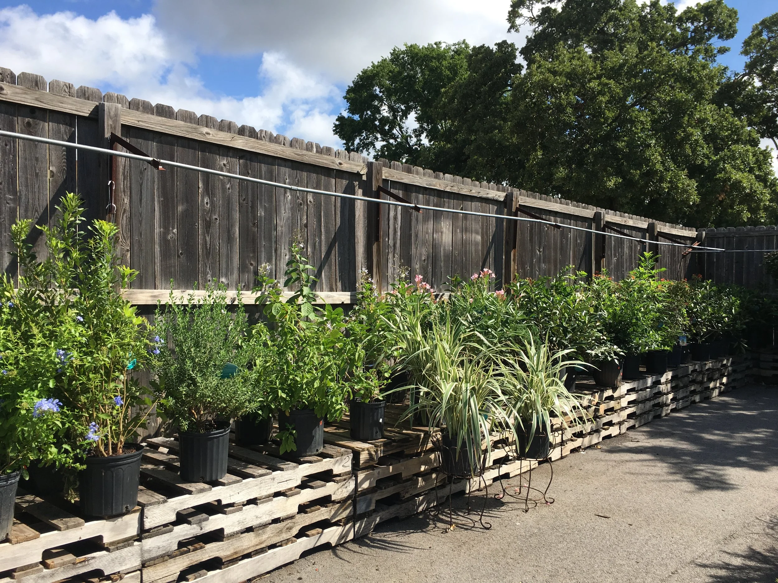  Pride of Barbados, Plumago, Butterfly Bush?  What are you looking for to fill that corner of the yard?  4/13/2020 