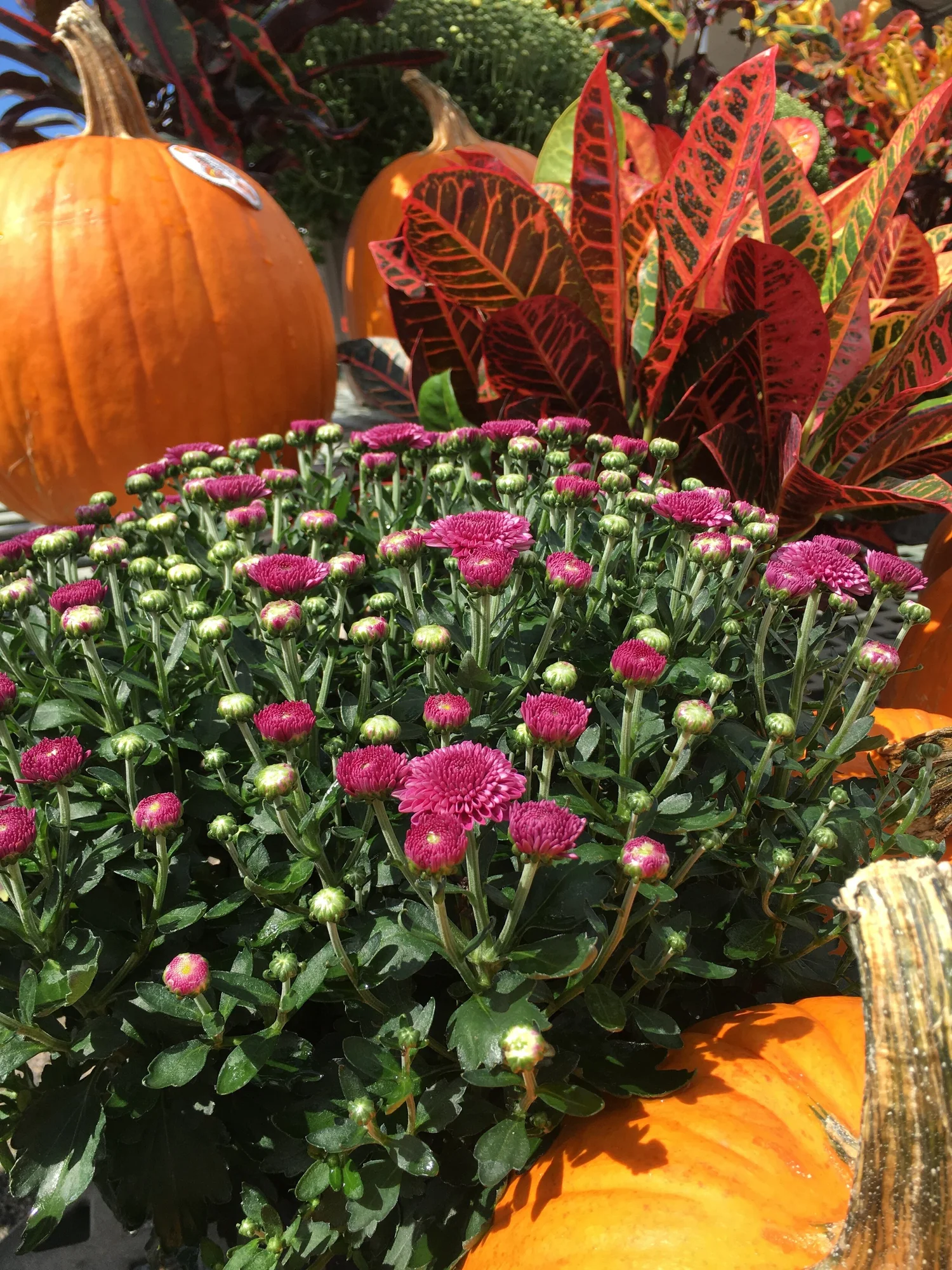 What's New? — The Farm Patch