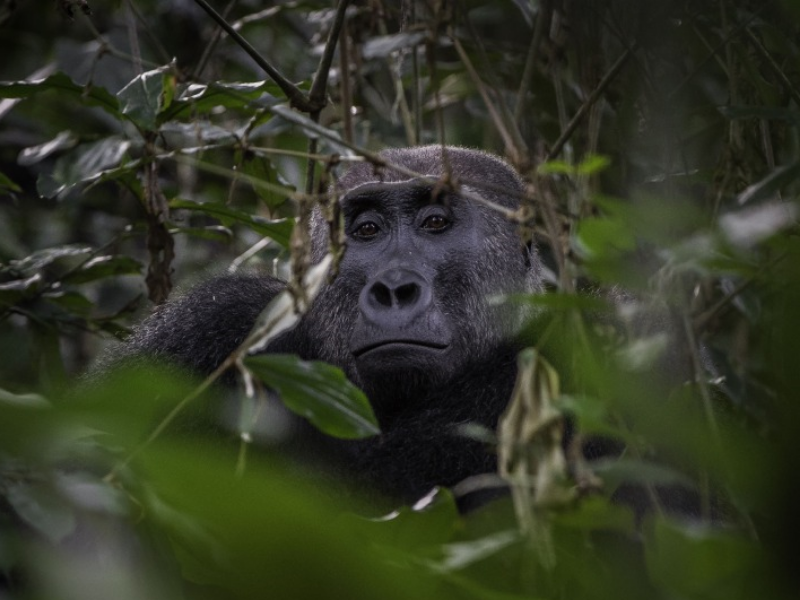 I see you - Photo: Dana Allen