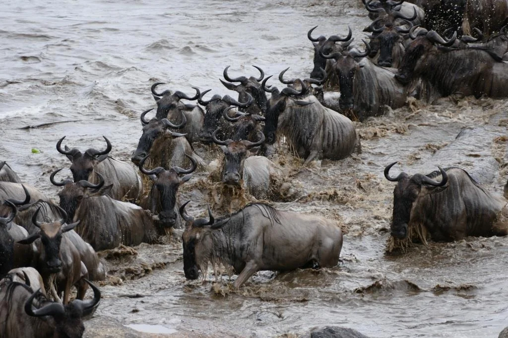 Wildebeast Crossing-L. Guimond.jpg