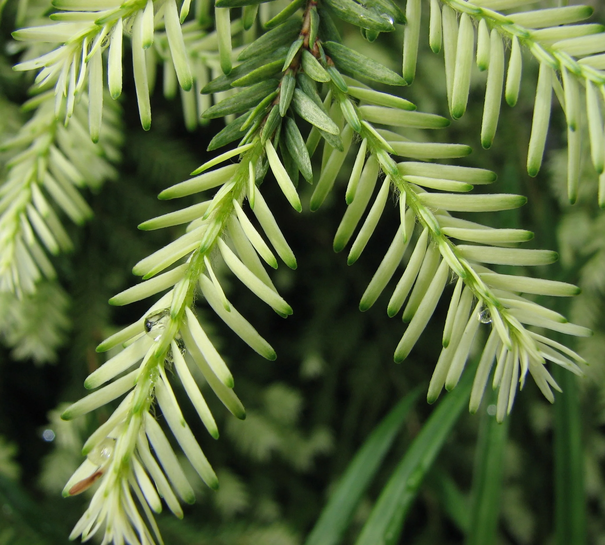 Some_kind_of_pine_tree_close.jpg
