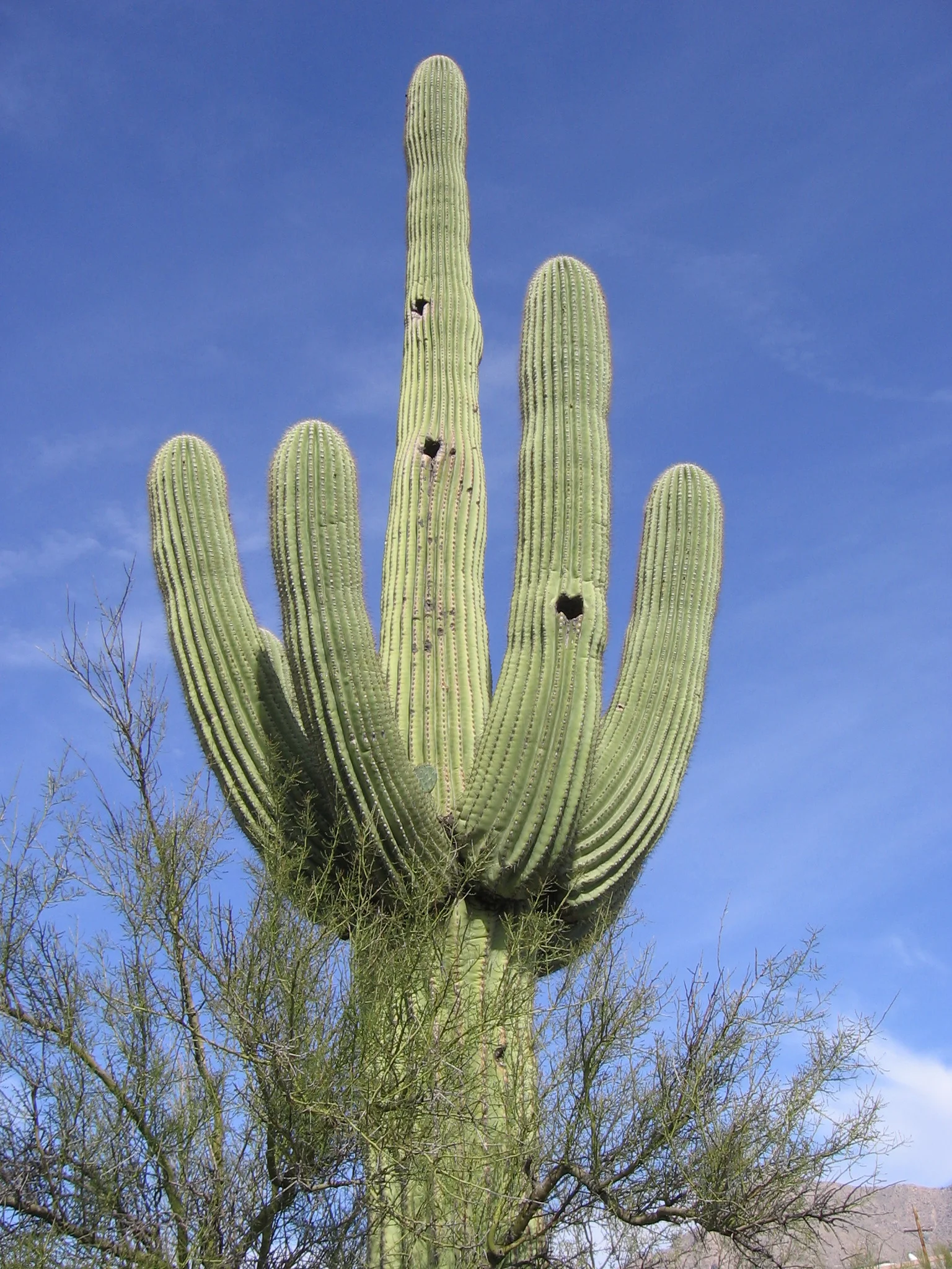Christmas in Arizona