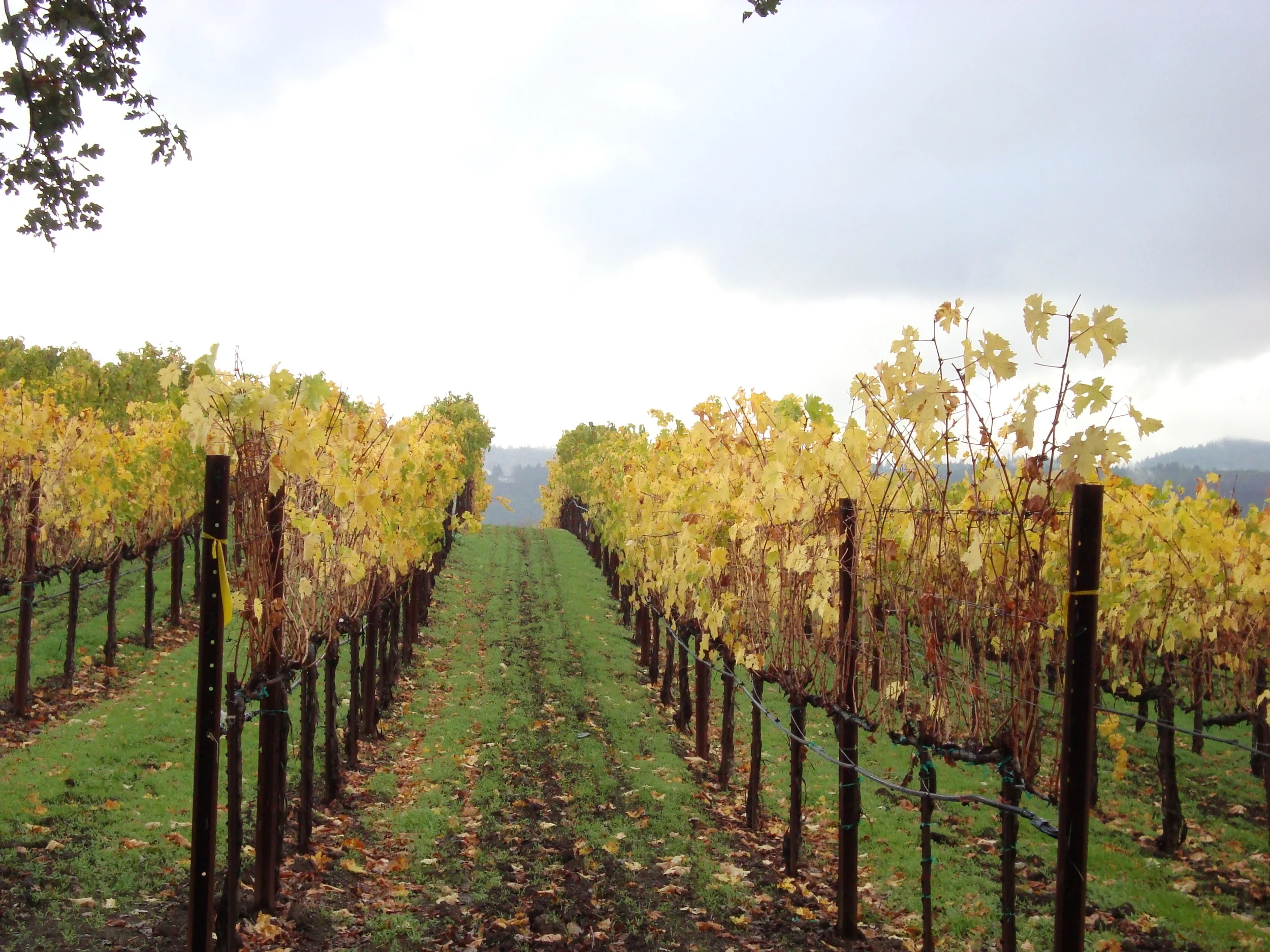 Through the looking glass: Napa in late fall