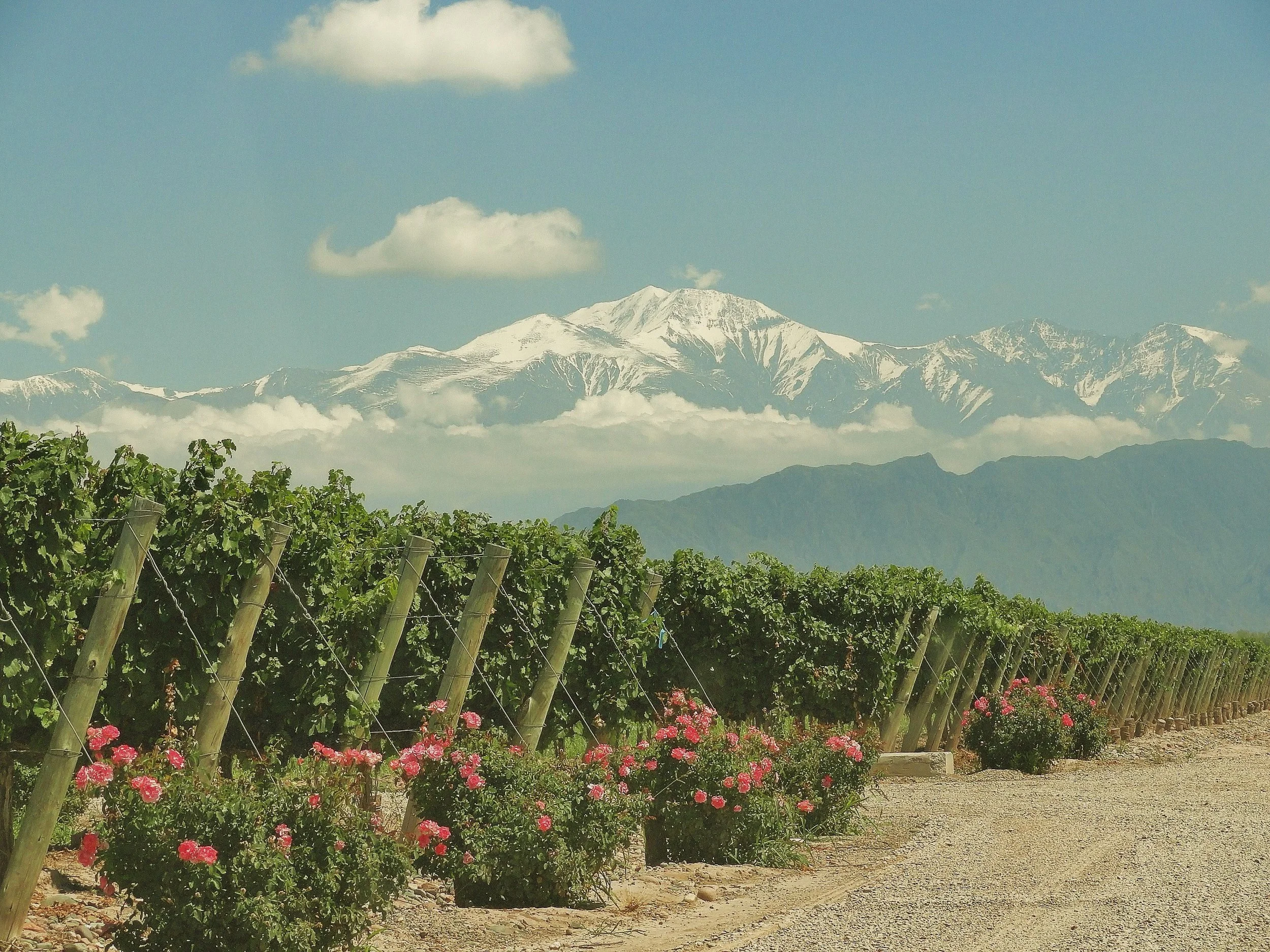 Day of Wine Tasting in Lujan de Cuyo