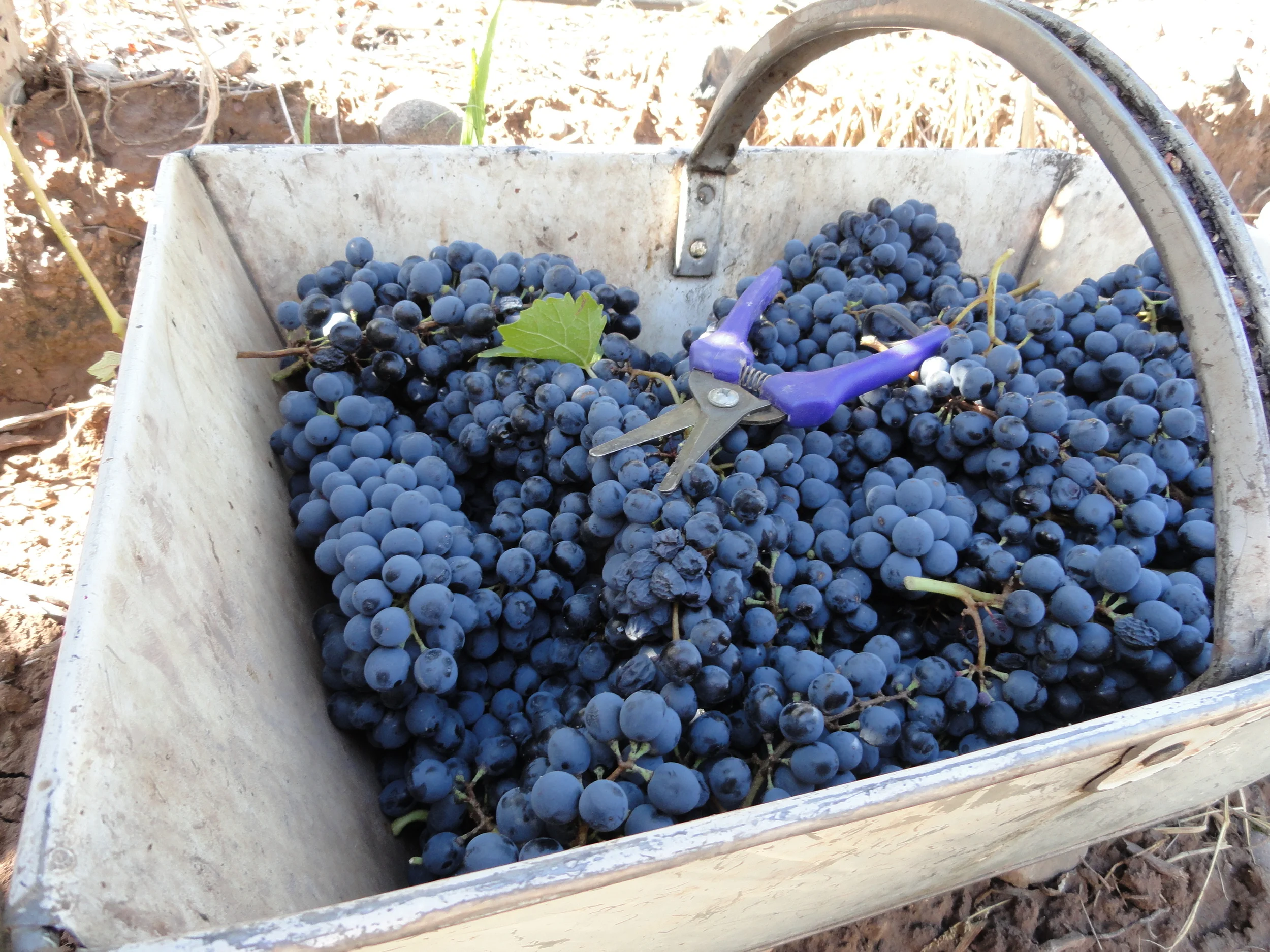 Through the Looking Glass #11: Harvest Bounty