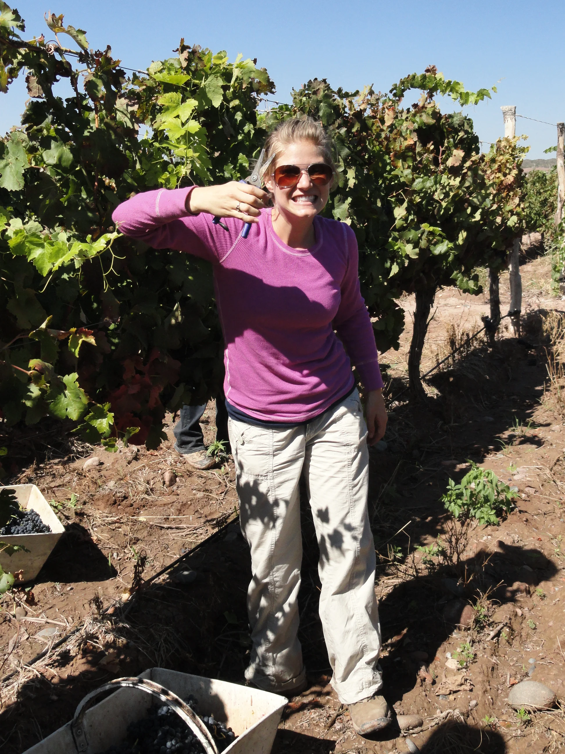 Harvesting for Gauchezco Wines