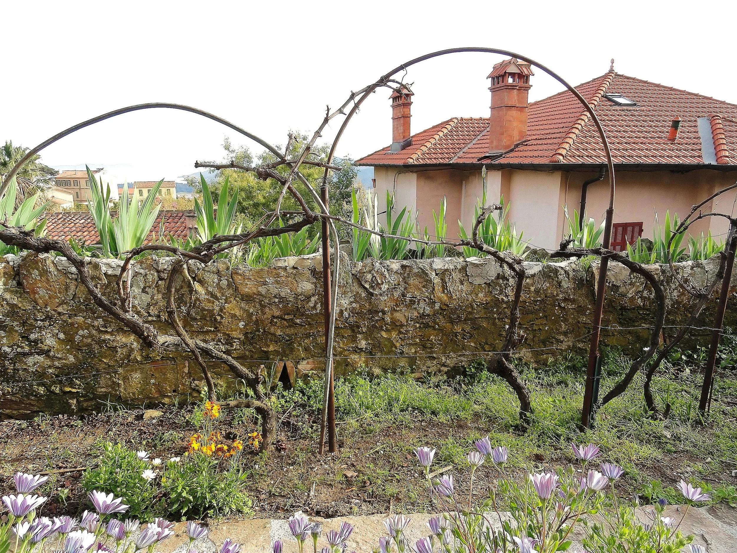 Project Vagabond: Grapevines in Provence
