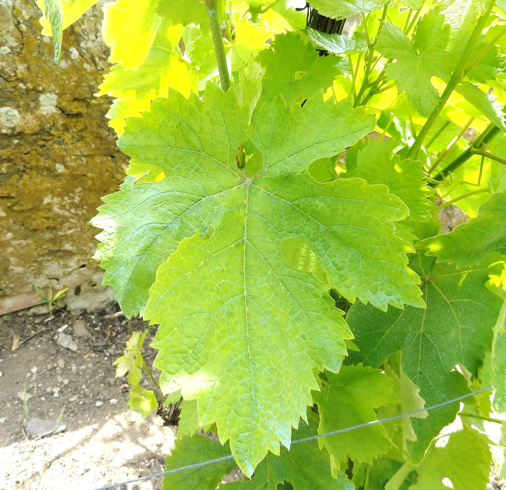 Project Vagabond: Early Vine Leaf Care 