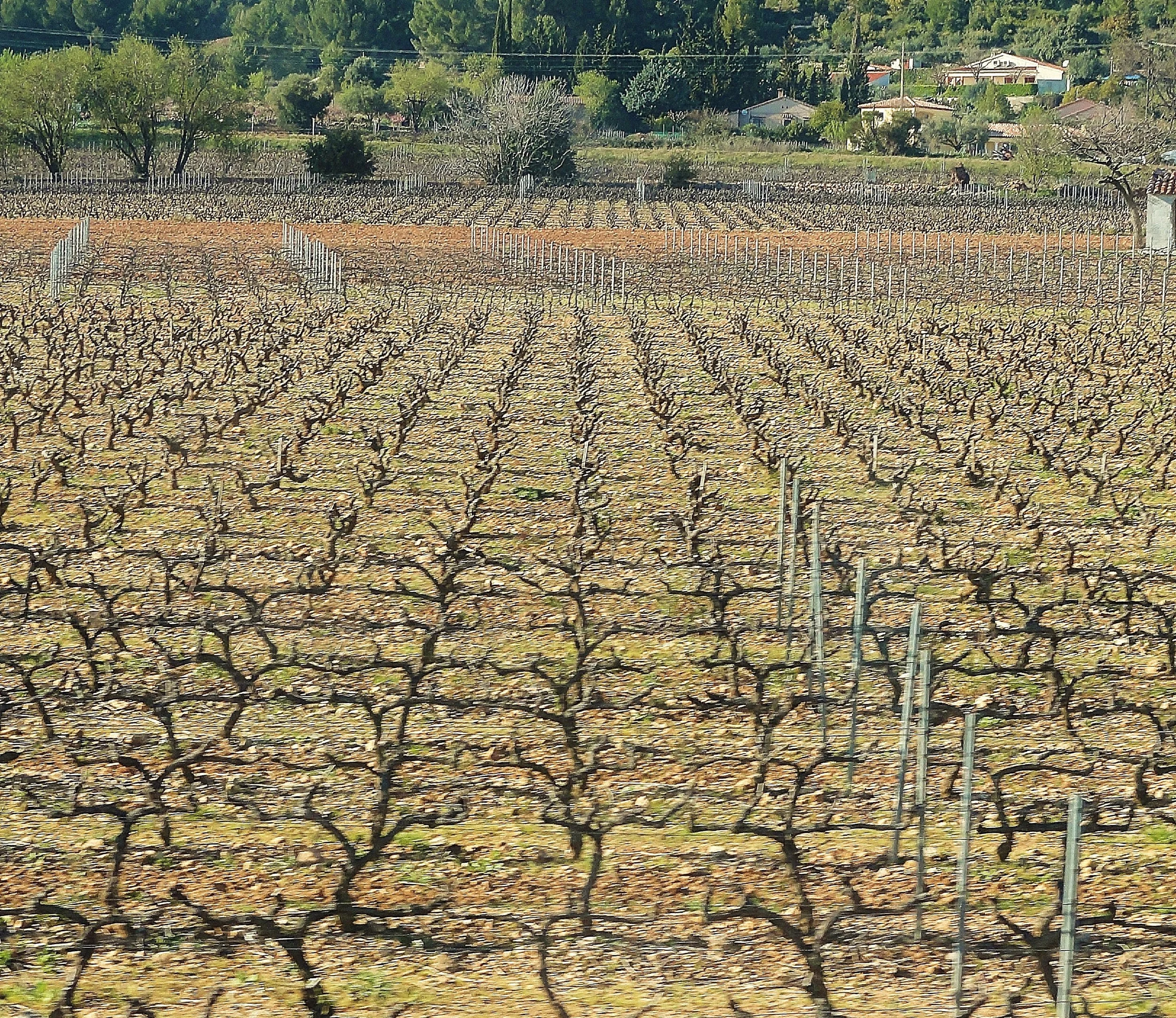 Project Vagabond: Vineyard Reorganization