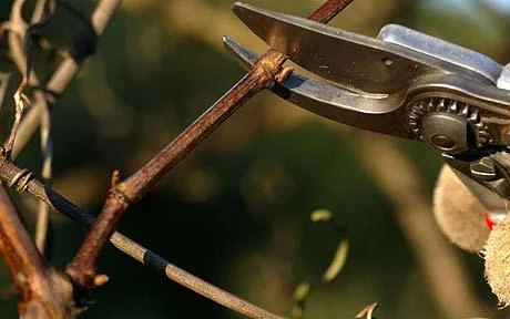 Project Vagabond: Vine Pruning