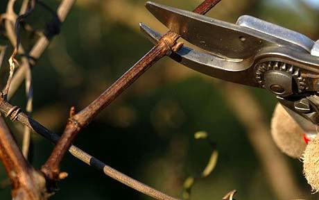 pruning-a-vine_1523703c.jpg