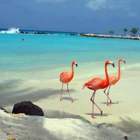 Future travel buddies on Flamingo Island in Isla Holbox