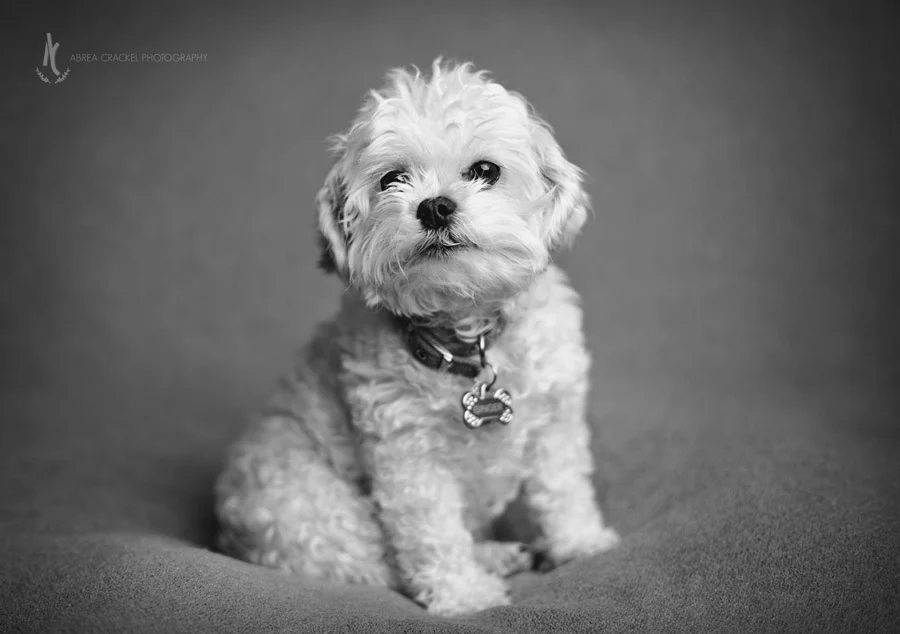 When Ginger climbed up on the bean bag, I just couldn't resist taking a few pictures of just her! :) 