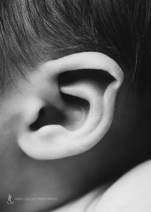 I thought the little crinkle in Silas’s ear was so cute! I just had to get a sweet detail shot of it. &lt;3  