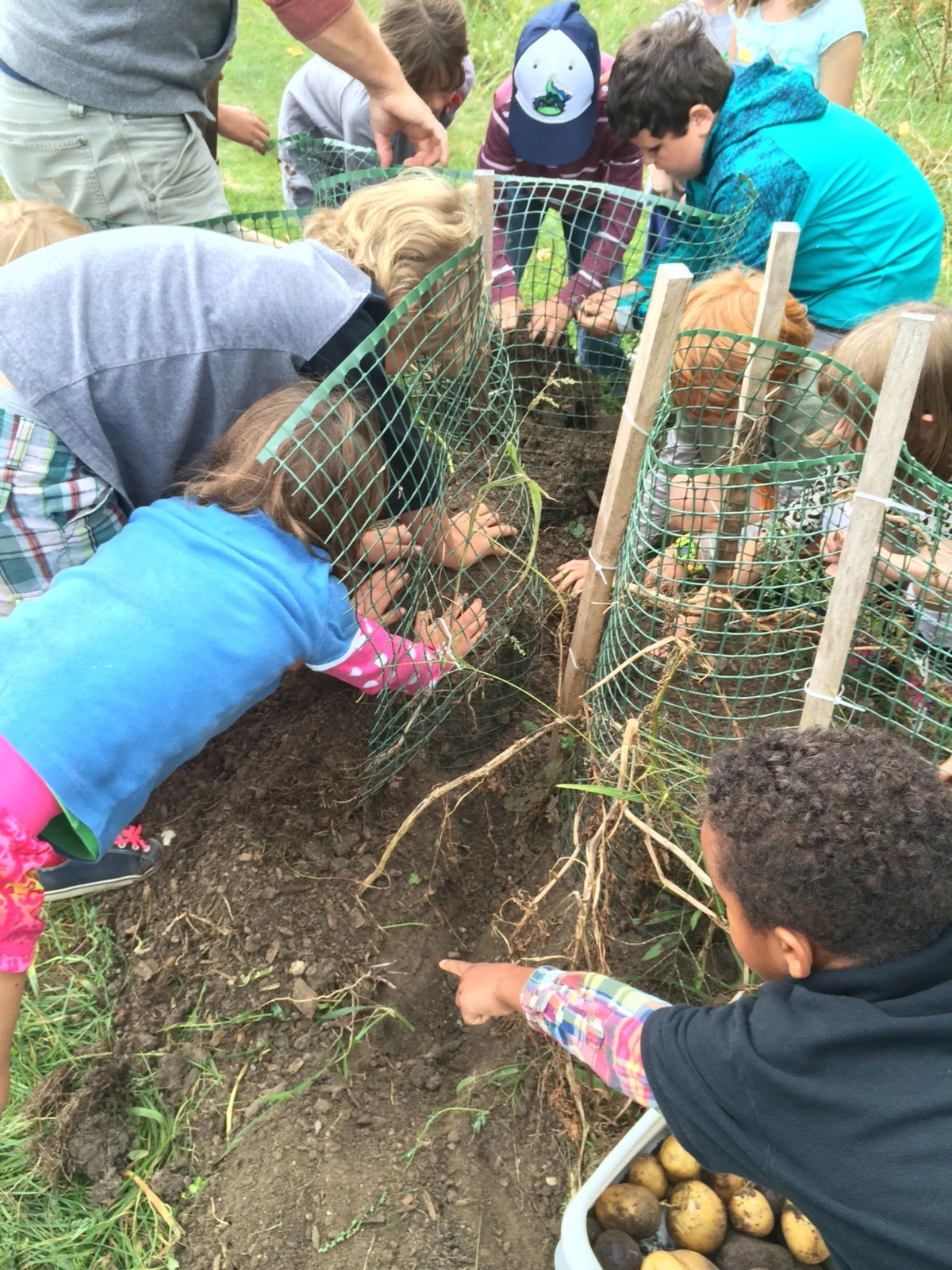 kids harvesting.jpeg