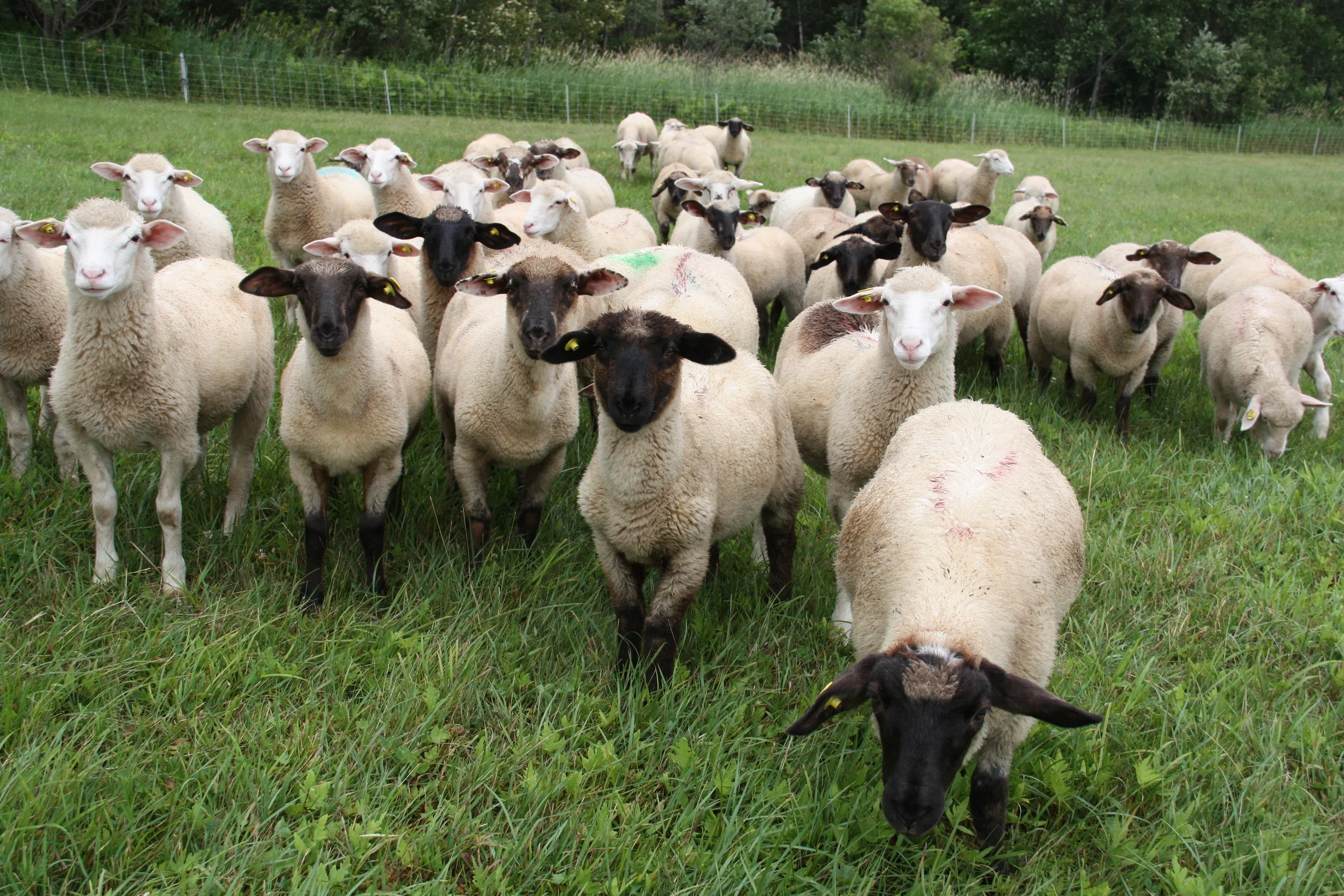 sheep.JPG