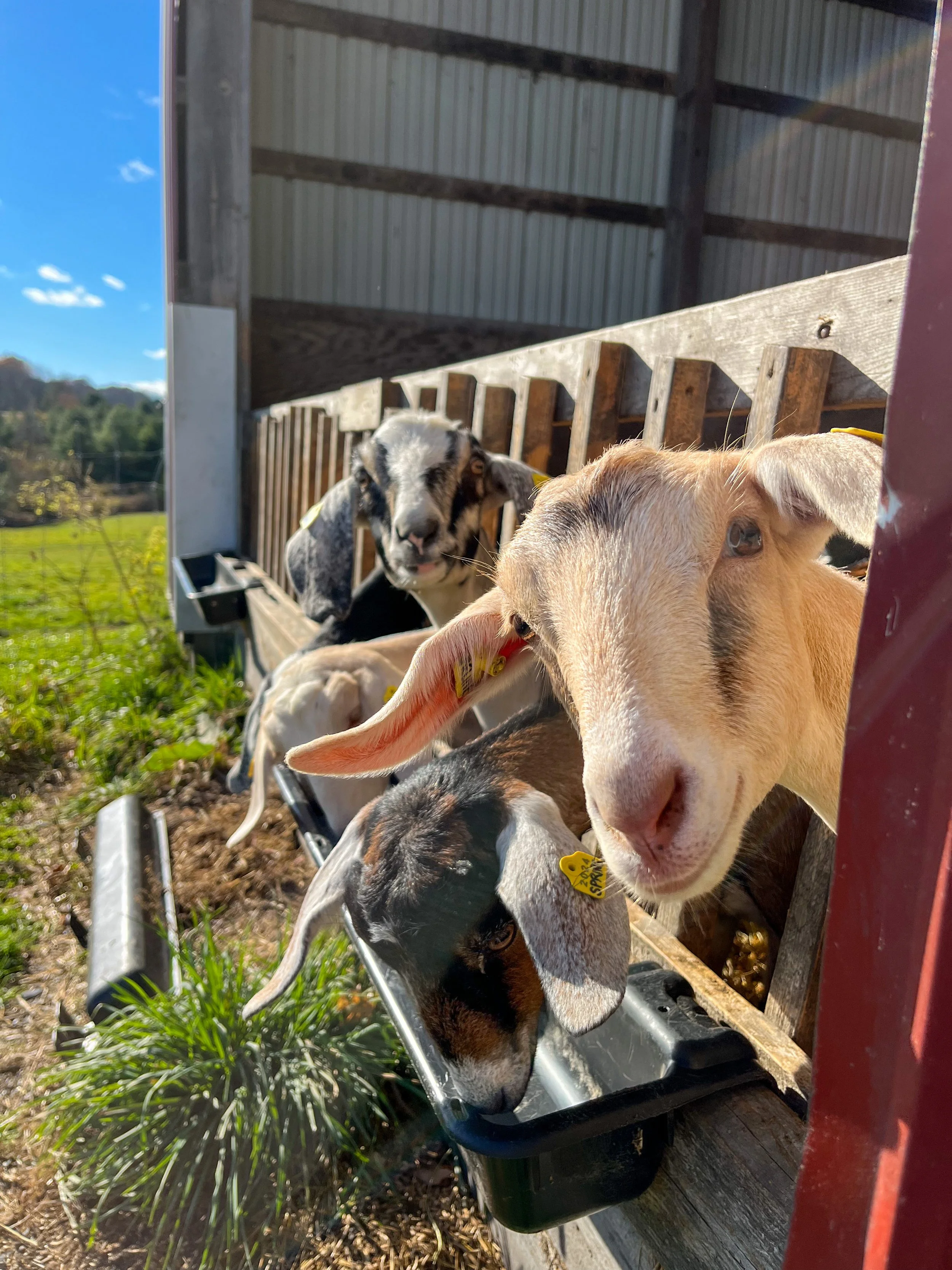 goat tups crossing.JPEG