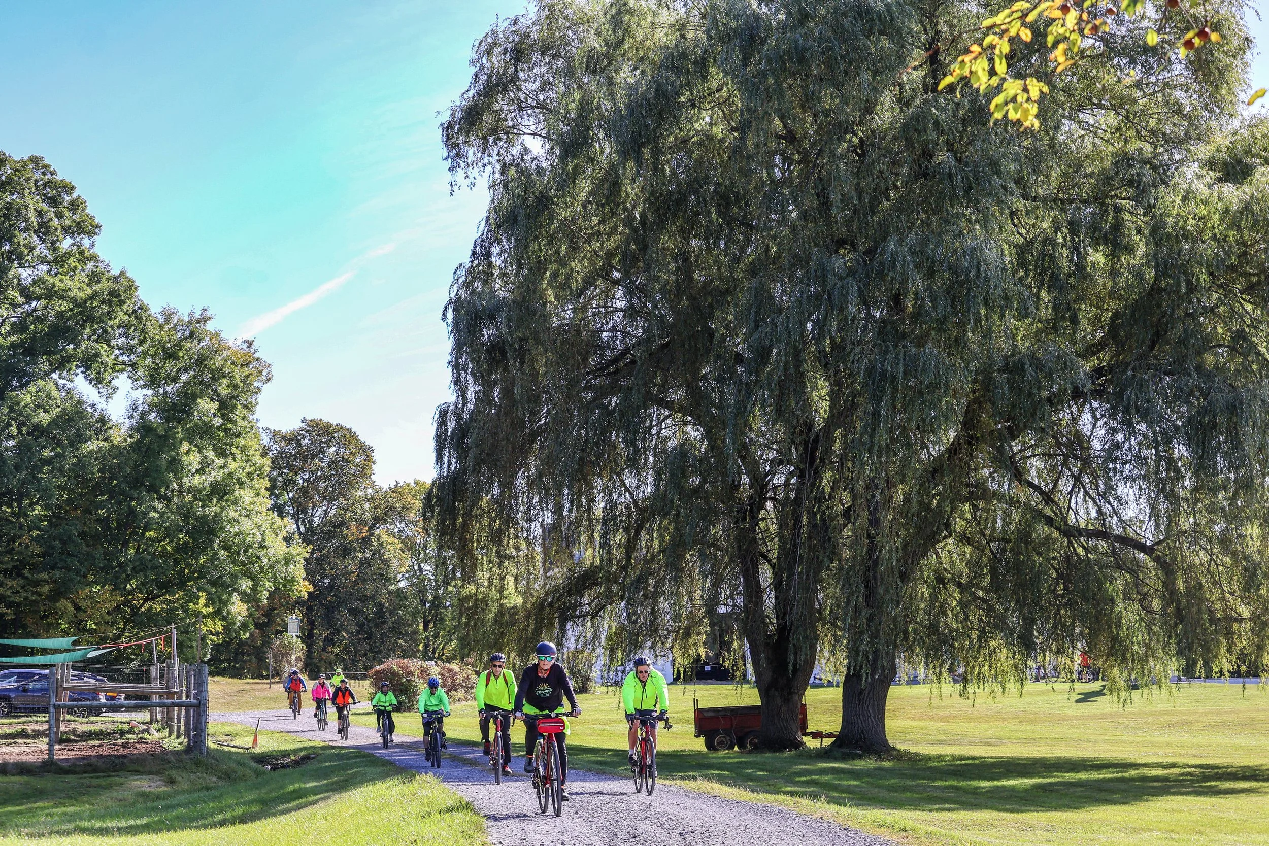 2026 TDF willow tree.JPEG