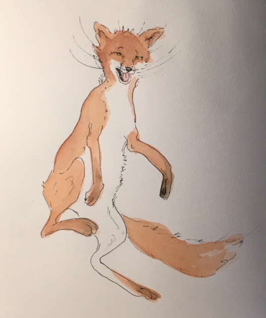 illustration Zwerger fox Dec 2015.jpg
