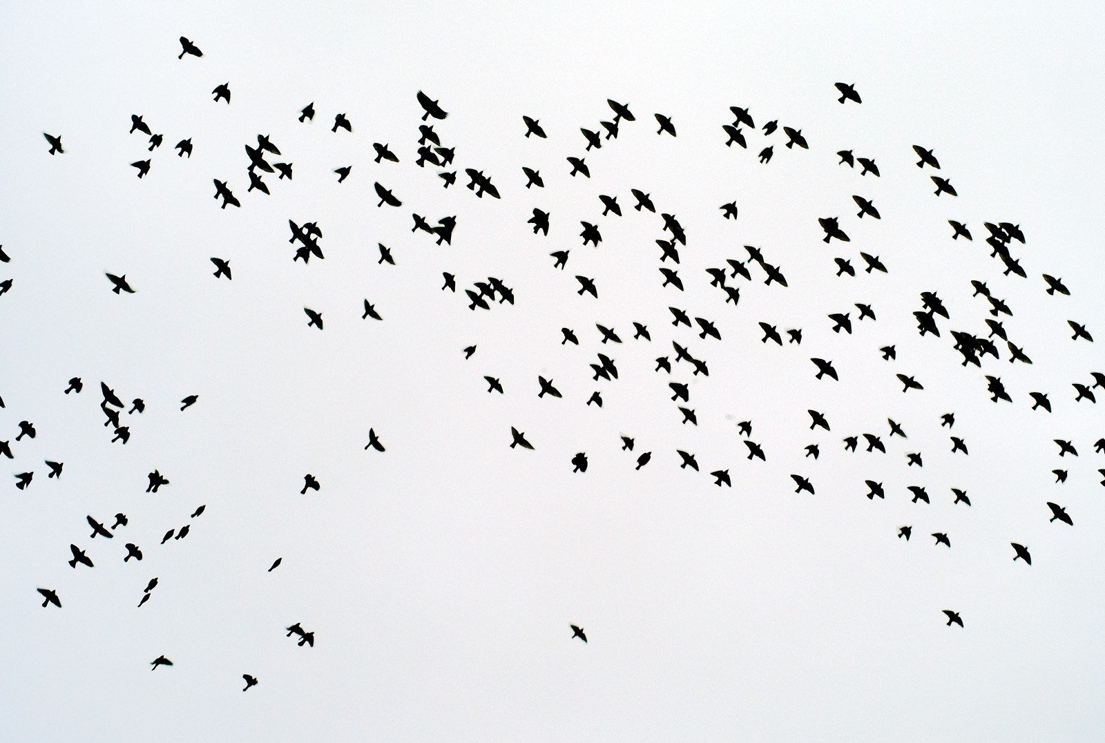 birds crop for web-X3.jpg