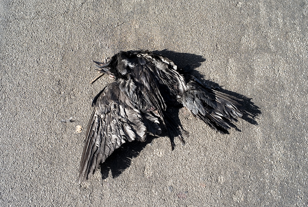 Crow is dead for web copy.jpg